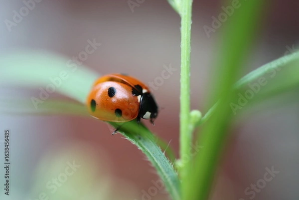 Fototapeta Marienkäfer
