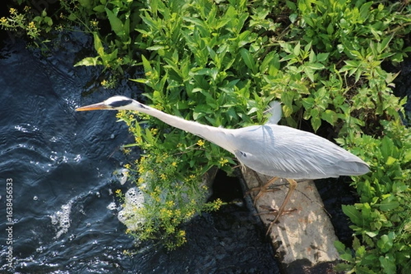 Fototapeta Graureiher