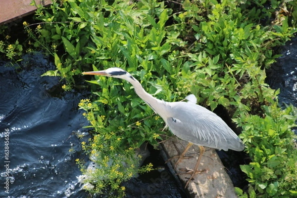 Fototapeta Graureiher
