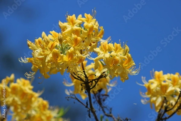 Fototapeta Gelbe Azalee