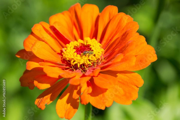 Fototapeta Bee in Flower