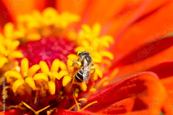 Fototapeta Bee in Flower