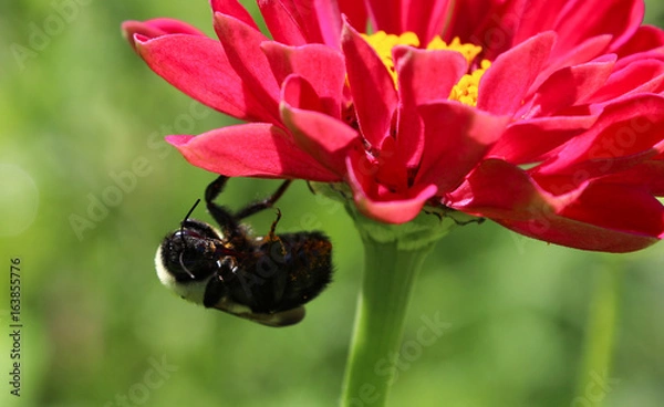 Fototapeta Bee in Flower