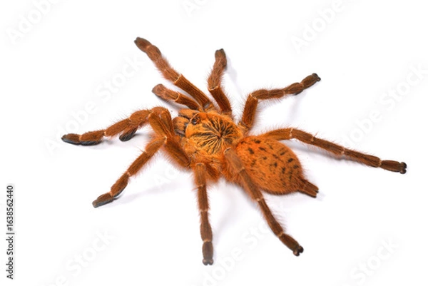 Fototapeta Closeup of the orange baboon tarantula Pterinochilus murinus (red colour form), a spider species from Southern and Eastern Africa photographed on white background.