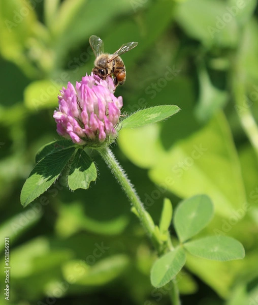 Fototapeta Bee in Flower