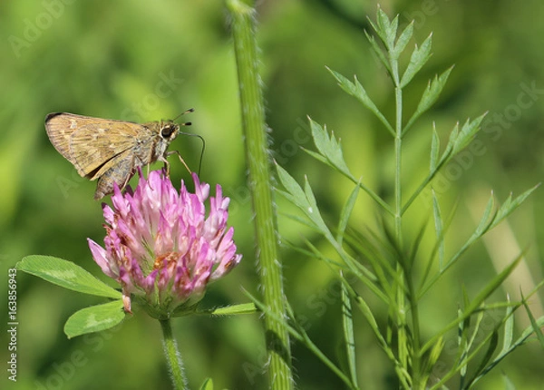 Fototapeta Pollination