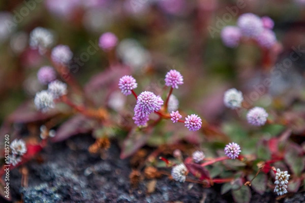 Fototapeta fleur la Réunion