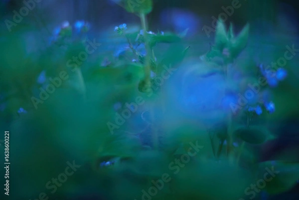 Fototapeta A Mysterious Blue Green Nature Background that features Soft Focus and intricate details