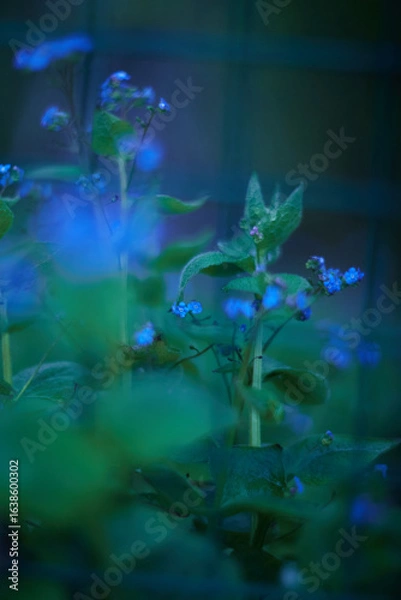 Fototapeta Enchanting and Mystical Blue Green Flora Presented in a Soft Focus for Maximum Effect