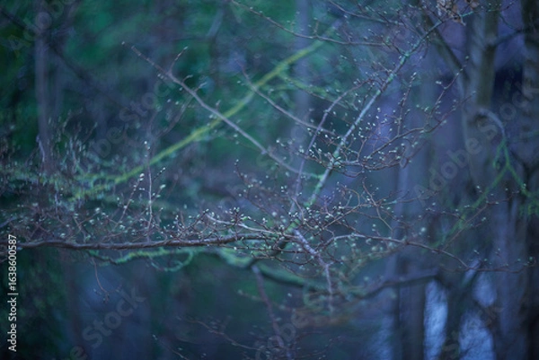 Fototapeta In an enchanting, mysterious forest scene, delicate branches reach out, illuminated by soft light