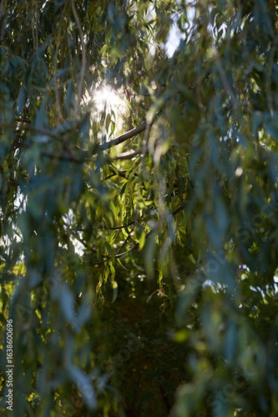 Fototapeta The enchanting beauty of sunlight gracefully filtering through willow leaves in a serene setting