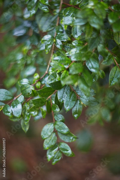 Fototapeta Gorgeous and Beautiful Green Leaves Adorned with Glimmering Water Drops on Their Surface