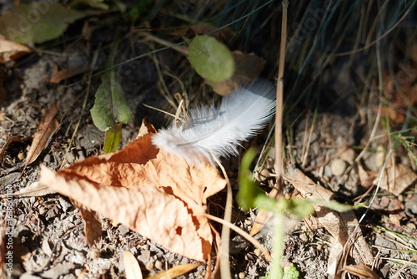 Fototapeta A Delicate Feather Resting Gracefully on a Bed of Colorful Autumn Leaves at a Park