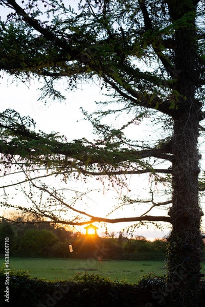 Fototapeta The Beautiful Sunset Seen Through the Delicate Branches of a Tree in a Serene Landscape