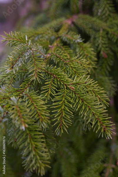 Fototapeta A closeup view of a spruce tree branch showcasing its vibrant green needles and textures