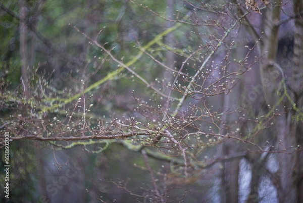Fototapeta A Serene Nature Scene Showcasing Bare Trees and Calm Waters Reflecting the Environment
