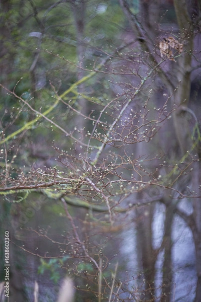 Fototapeta A Serene Nature Scene Showcasing Bare Trees and Calm Waters Reflecting the Environment