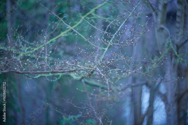 Fototapeta In an enchanting, mysterious forest scene, delicate branches reach out, illuminated by soft light