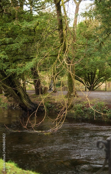 Fototapeta Experience a tranquil river scene with lush greenery and captivating reflections