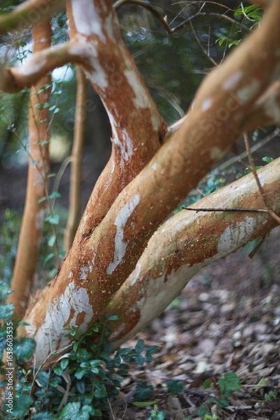 Fototapeta Beautifully Textured Tree Trunks Posing in a Natural, Serene Setting Surrounded by Nature