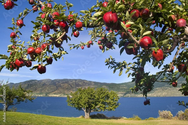 Obraz jabłka w raju