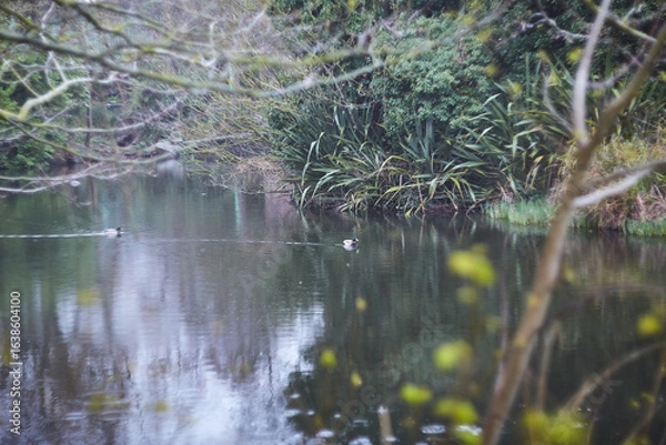 Fototapeta A beautiful and serene pond reflecting nature with gentle ripples adding to the tranquil scene