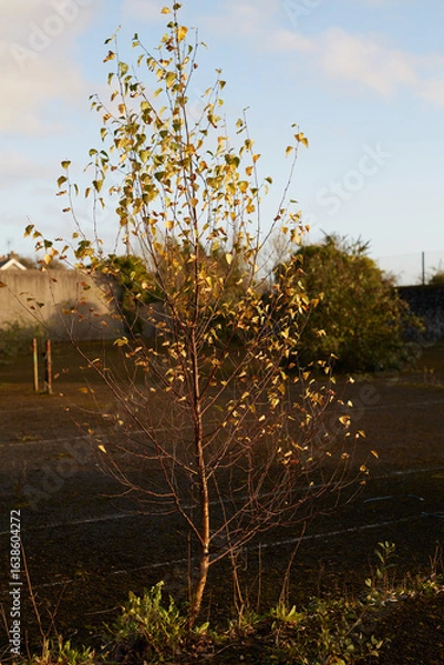 Fototapeta A Lonely Tree Standing Tall in an Idyllic Autumn Landscape Bathed in Soft, Gentle Light