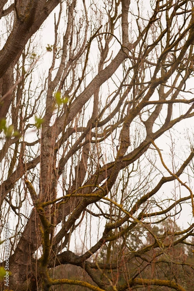 Fototapeta The intricate branches of a tree create a beautiful contrast against a soft, soothing background