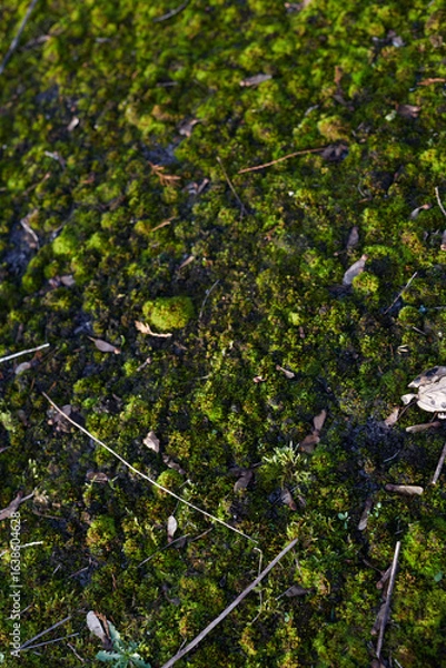 Fototapeta A Beautiful, Lush Green MossCovered Ground is Found Within the Vibrant Ecosystem of Nature