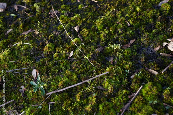 Fototapeta A Beautiful, Lush Green MossCovered Ground is Found Within the Vibrant Ecosystem of Nature