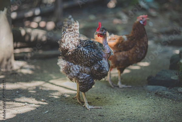 Obraz chicken on the farm