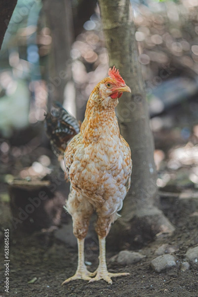 Obraz chicken on the farm