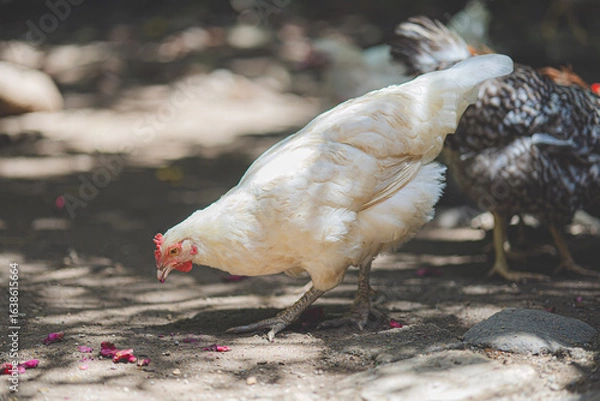 Obraz chicken eating on the ground
