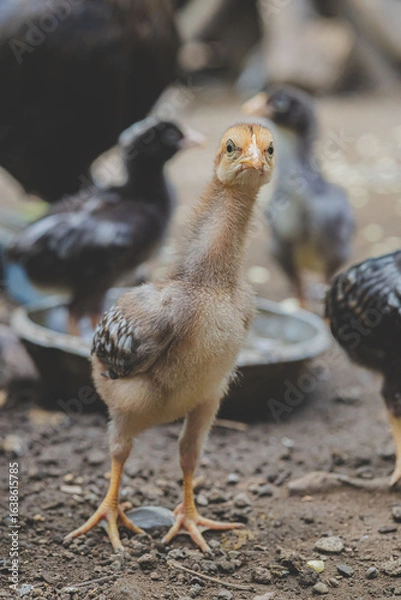 Obraz little chicken in alert