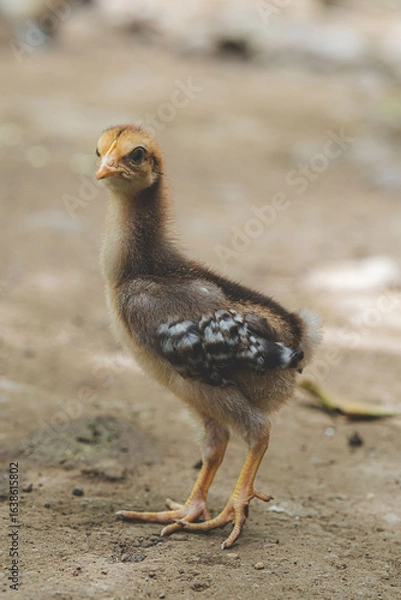 Fototapeta little chicken in alert