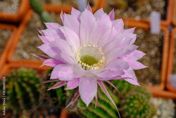 Fototapeta Close-up of a blooming pink cactus flower, Echinopsis, in full detail, showing delicate petals, pollen-covered stamens, photographed in natural light in a botanical collection.
