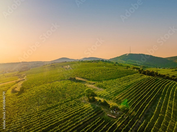 Fototapeta An aerial panorama of Vienna Nussdorf with vineyards rows in summer