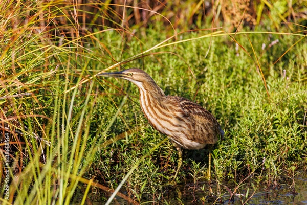 Fototapeta American Bittern in Marsh grass