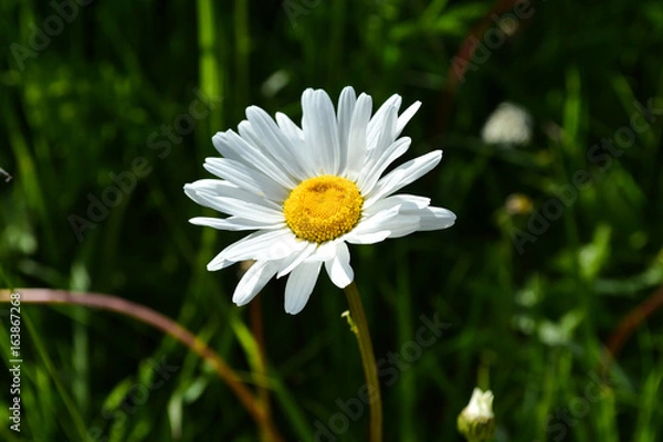 Obraz Daisy camomile flower