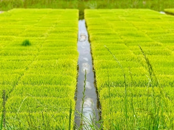Fototapeta A verdant rice paddy is divided by a narrow irrigation canal, showcasing rows of young, bright green rice seedlings stretching into the distance under the open sky.
