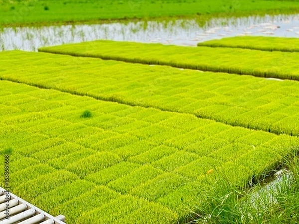 Fototapeta A verdant rice paddy is divided by a narrow irrigation canal, showcasing rows of young, bright green rice seedlings stretching into the distance under the open sky.