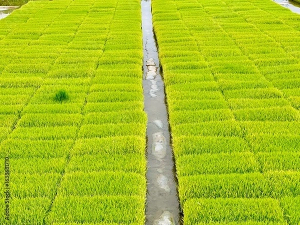 Fototapeta A verdant rice paddy is divided by a narrow irrigation canal, showcasing rows of young, bright green rice seedlings stretching into the distance under the open sky.