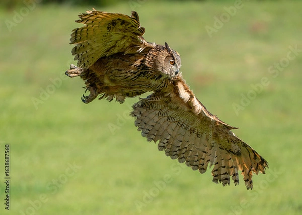 Obraz Female eagle owl in flight over green spring fields