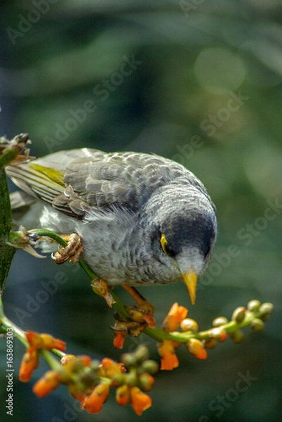 Fototapeta oiseau australien
