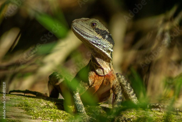 Fototapeta lézard australien 