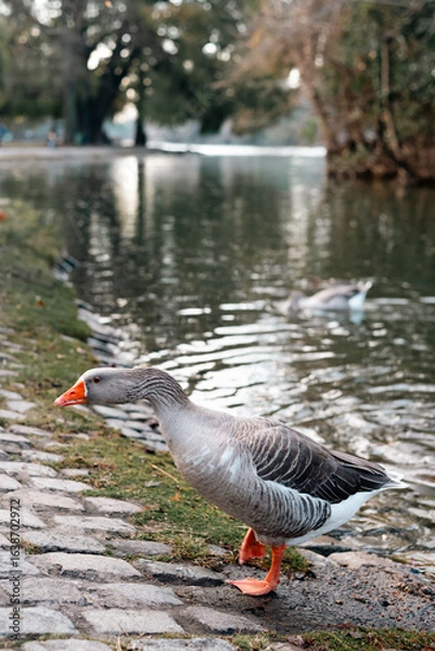 Obraz grey goose on the river