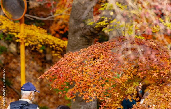 Obraz もみじ寺　茨城県