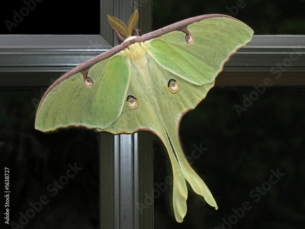 Obraz luna moth