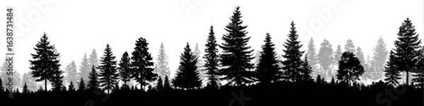 Fototapeta Silhouettes of tall evergreen trees in a forest