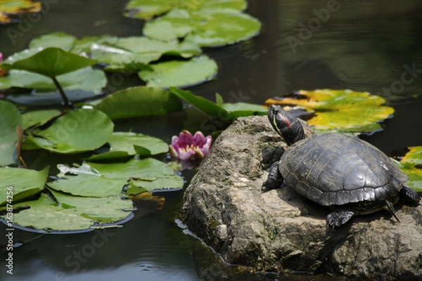 Obraz カメと睡蓮